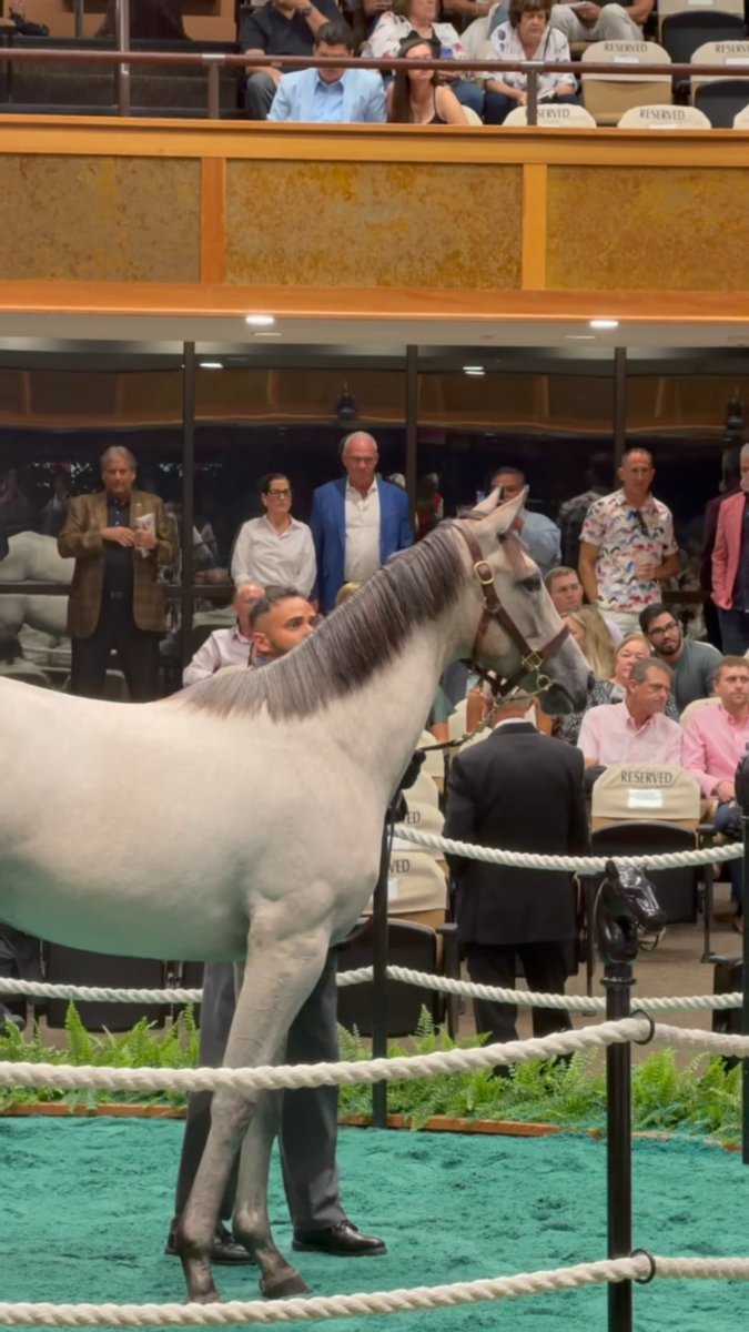 Hip 217 f. INTO MISCHIEF o/o Hemmerle sells for $1,800,000 at The 105th Saratoga Sale! Congrats to the connections: B: Spendthrift Farm, Go Go Greys Stables Stable C: Bedouin Bloodstock, agt Br: LNJ Foxwoods