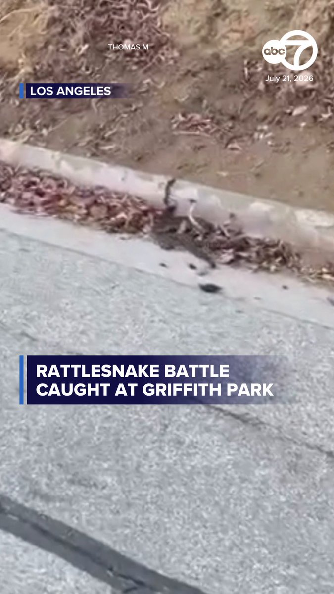 Two rattlesnakes were caught on video appearing to fight each other at Griffith Park.