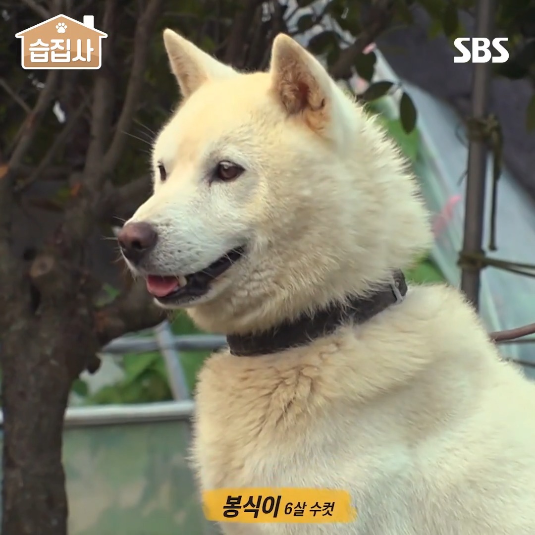 [#습집사😺] 심각한데 귀여워,,,귀여운데 심각해,,,♥️ '그것이 알고 싶다' 속 동물농장😘 SBS <그것이 알고 싶다> ☞ [토] 밤 11시 10분 #SBS #그것이알고싶다 #UnansweredQuestions