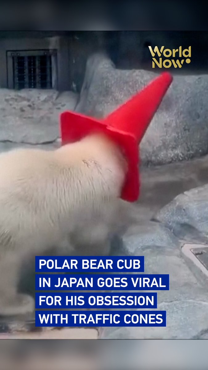 Polar bear cub in Japan goes viral for his obsession with traffic cones #WorldNow