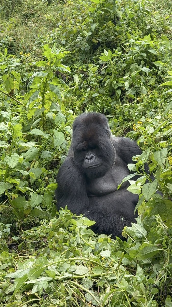 こんな警察がいるからルワンダのゴリラが守られるんだ🇷🇼ゴリラトラッキングは一生の思い出🦍
