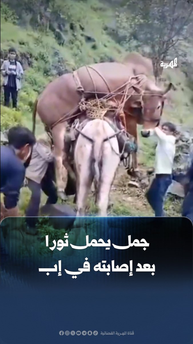 في مشهد غير مألوف.. جمل يحمل ثورا بعد إصابته في مديرية بعدان بإب.