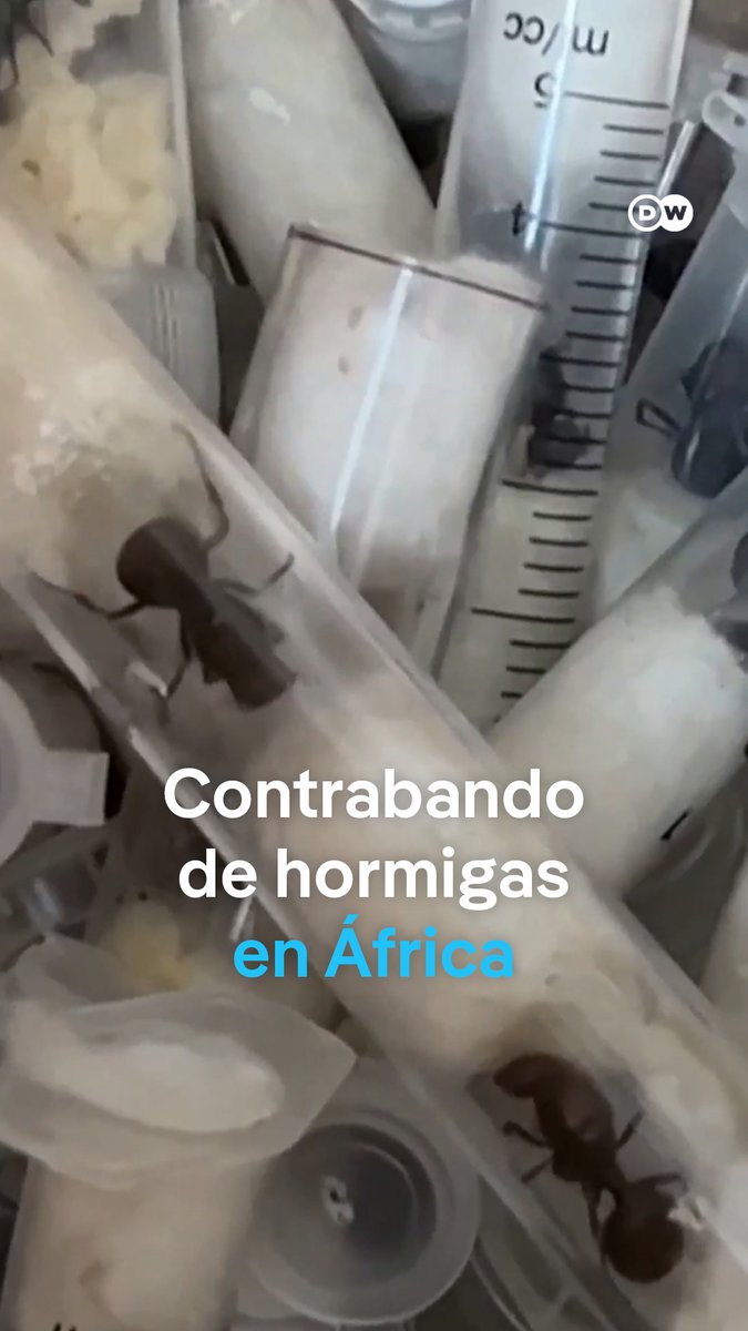 Aumenta el contrabando de hormigas en África A medida que las especies exóticas se vuelven mascotas populares en Europa, los científicos advierten de riesgos crecientes para los ecosistemas y las infraestructuras. /es #EditorsChoice