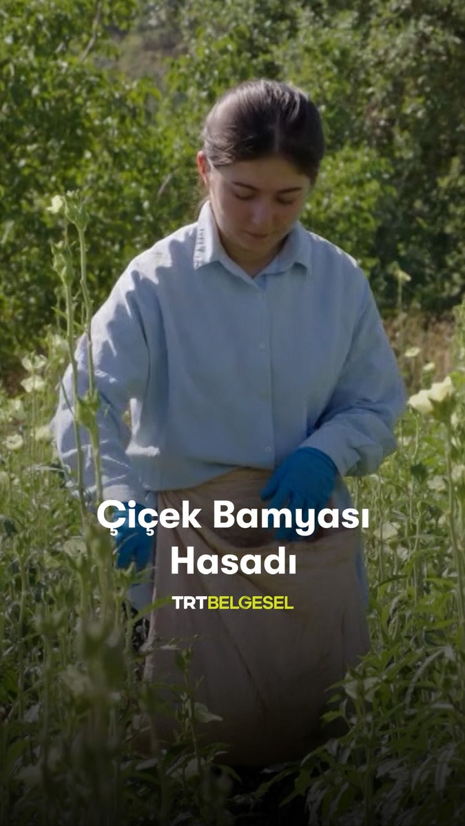 Amasya Taşova’da kızgın sıcak başlamadan her gün tarlaya inen ve evlatlarının üniversitede okuyup daha iyi bir geleceğe kavuşması için çiçek bamyası toplayan bir ailenin ilham veren mücadelesine tanık oluyoruz. “Hasat Vakti”, 20.45’te TRT Belgesel’de.
