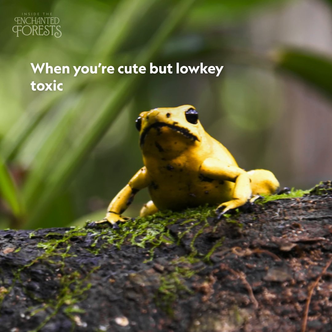 Skincare routine? Pure poison. 💀 These golden dart frogs, not much larger than a paper clip, ooze potent toxins from their vibrant yellow skin—a defense linked to their insect-rich diet in Colombia’s tropical rainforests. #InsideTheEnchantedForests is streaming on Disney+ and Hulu.