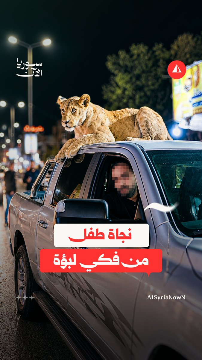 المربي توارى عن الأنظار.. طفل ينجو من هجوم لبؤة في إعزاز #نيوميديا