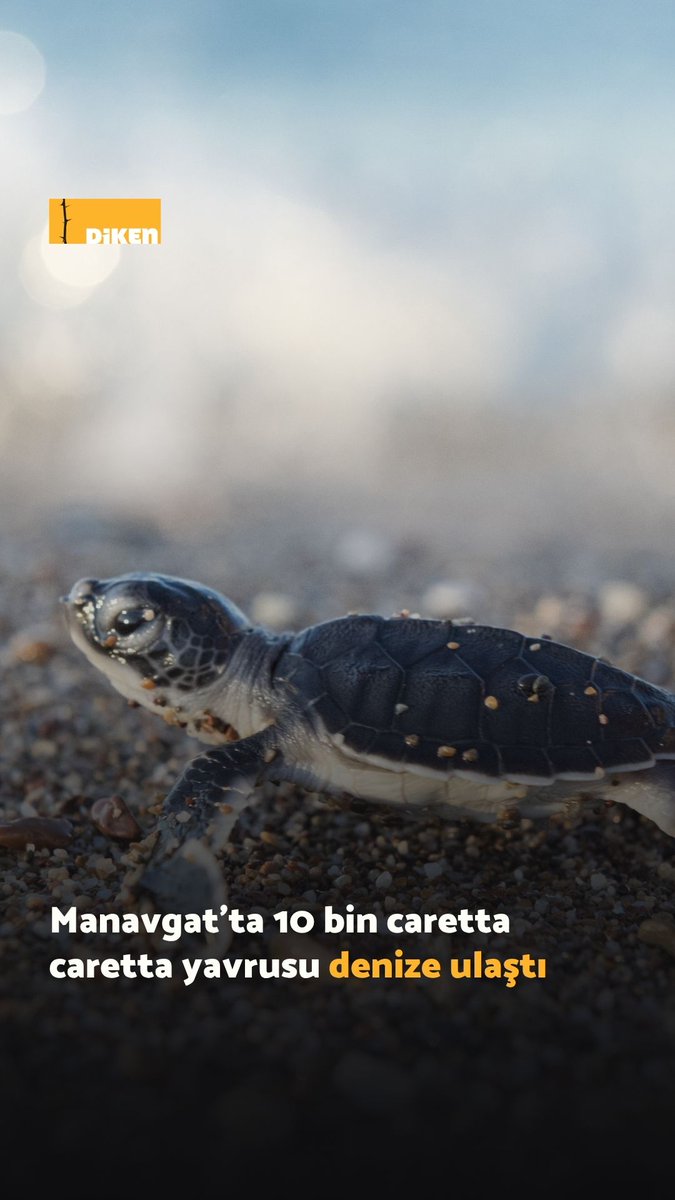 Antalya’nın Manavgat ilçesindeki Sorgun-Boğaz-Side sahil şeridinde 10 bin caretta caretta yavrusu denize ulaştı.