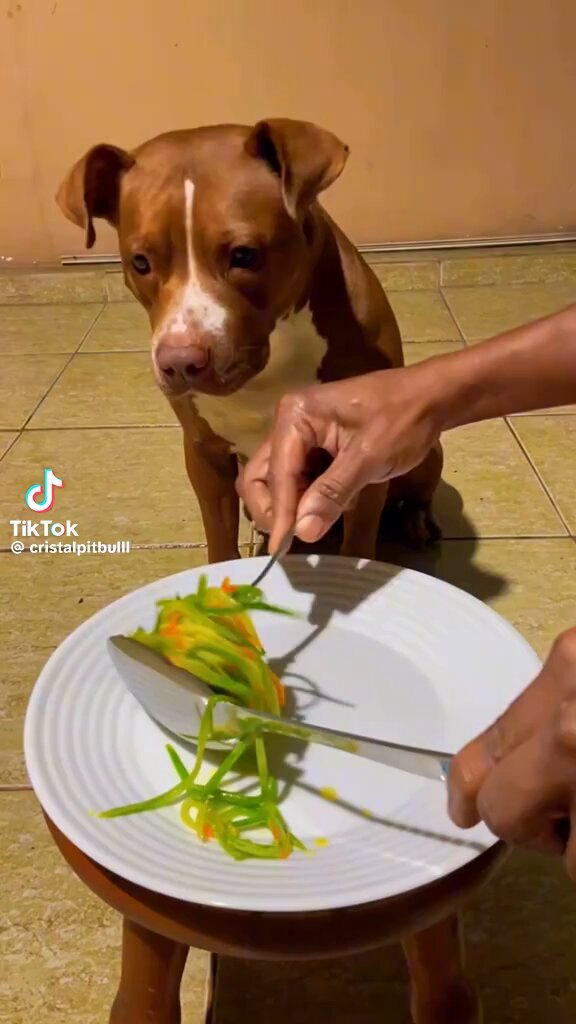 Nao existe coisa mais satisfatória do que ver nossos pets comendo comida de verdade, não aquelas coisas secas ensacadas cheias de conservantes que se a gente esquecer na dispensa fica lá por 50 anos