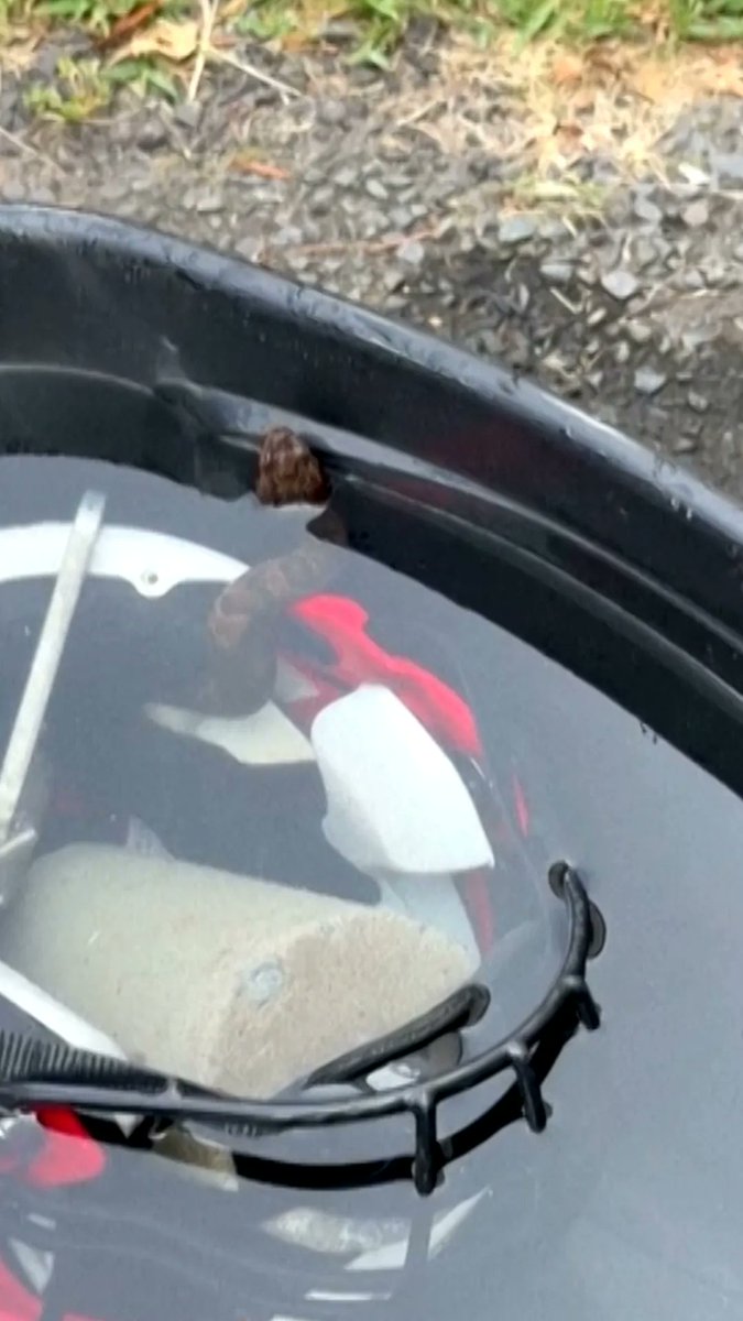 A high school football player in Arkansas had every right to be rattled after finding a venomous snake inside his helmet during practice.