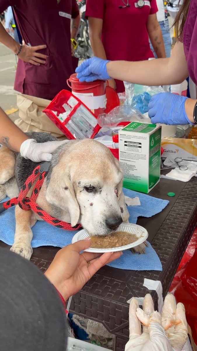 Lo acaban de rescatar en Cali. Gracias a todos los voluntarios y socorristas. ¡Hay esperanza! 🥺❤️‍🩹