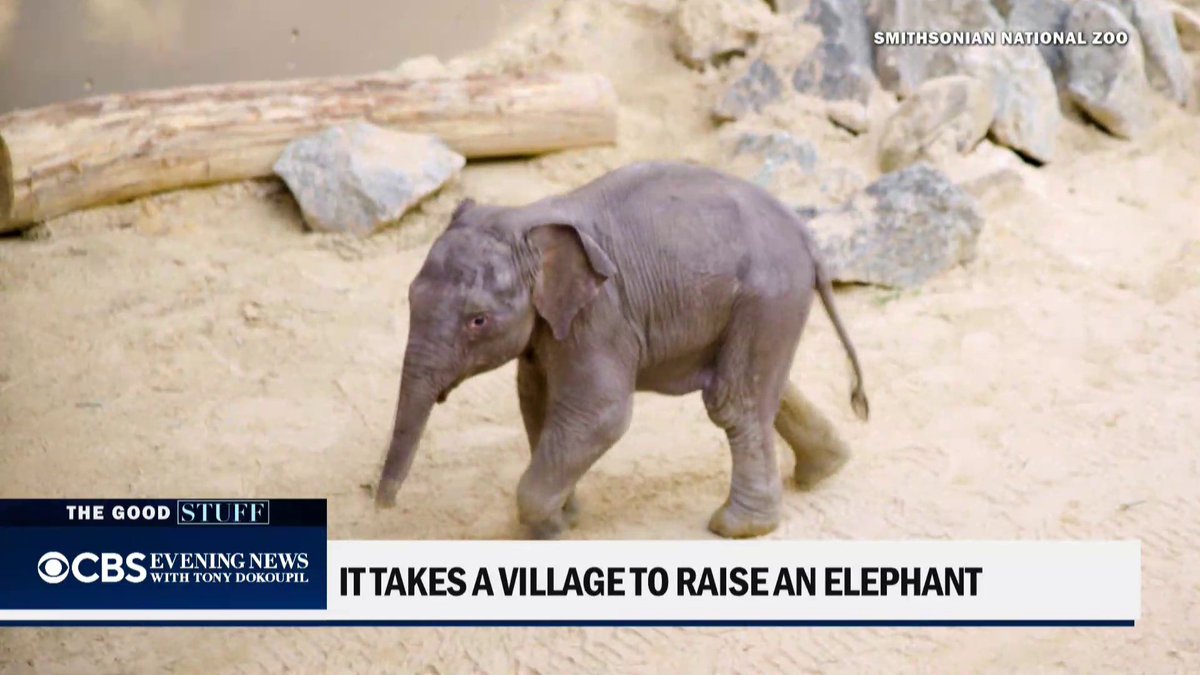 Baby elephant Linh Mai needed a little extra love when her mother rejected her. More than a dozen caregivers stepped in — and now, two elephant “aunties” are teaching her the most important lesson of all: what it means to belong.