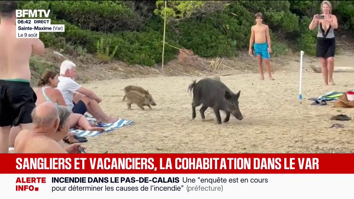 Var: les sangliers s'approchent de plus en plus des habitations et des plages