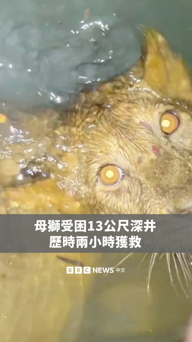 印度古吉拉特邦一名农场主人发现一头母狮受困井底、无法自行脱困后,立即通报森林局。 救援团队赶赴现场,历时近两个小时,成功将母狮救出。随后,牠被送往动物照护中心接受健康检查,确认状况稳定后,再野放回自然栖地。
