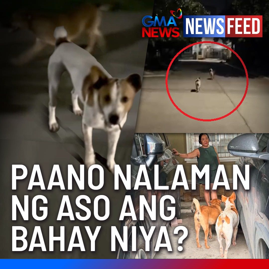 Nagulat ang isang pamilya sa Cavite nang makita nila ang 2 asong gala na tila nag-aabang sa harap ng kanilang bahay. Ito ang mga asong matiyagang pinakakain ng isang ginang simula pa noong mga tuta ang mga ito. Bakit nga kaya nila hinanap ang bahay ng ginang? Alamin sa video.