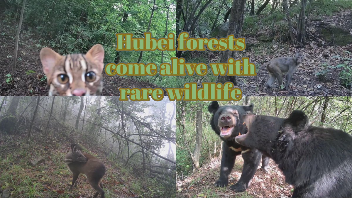 Leopard cats, serows, black bears and other rare wildlife are bringing Hubei's forests to life, highlighting the rich biodiversity thriving in these protected habitats. #ChinaSeen