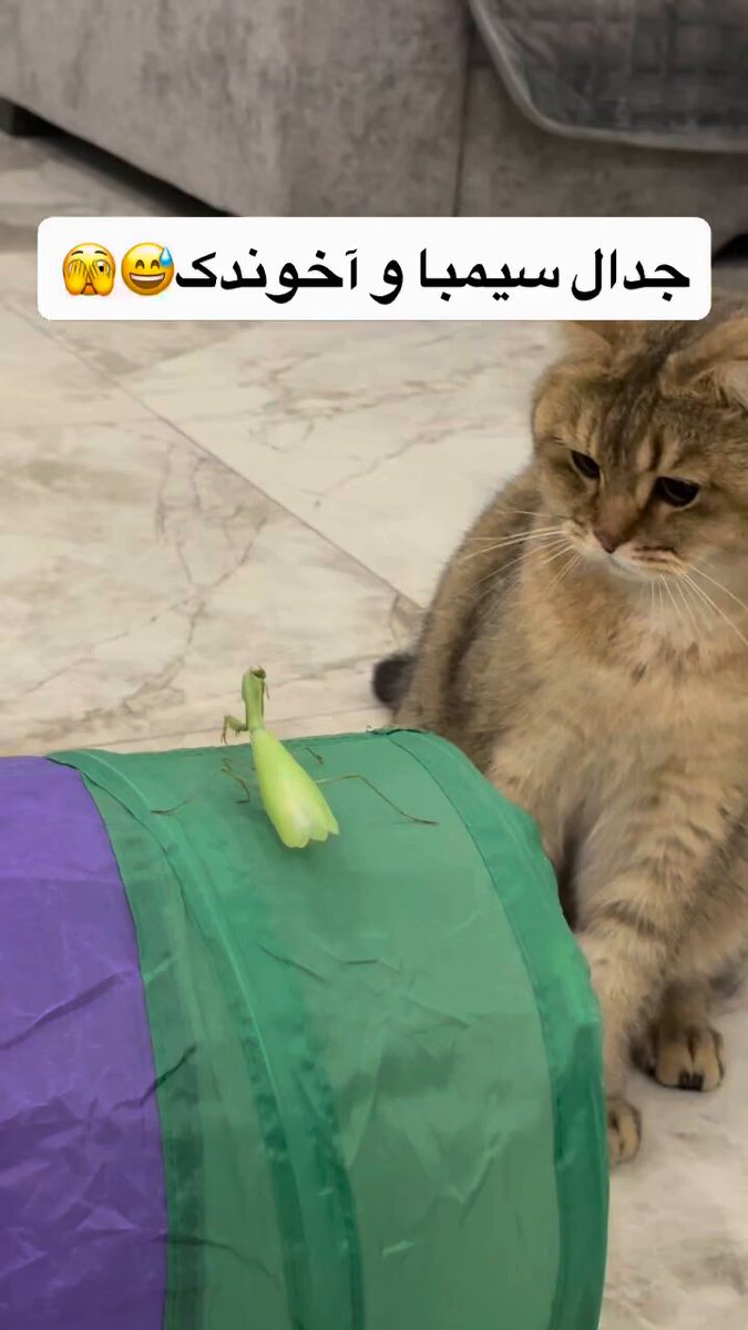 عاشق این شدم 😍😄