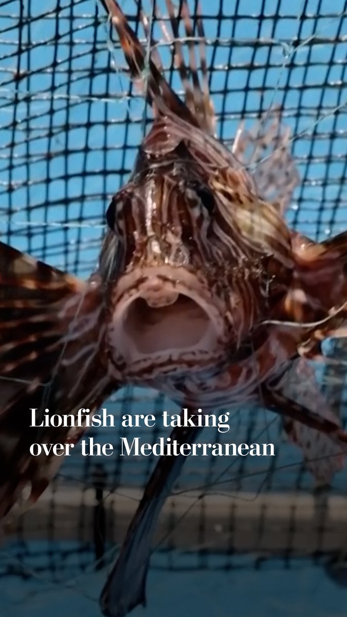 Scientists are trying to track and control the spread of invasive species such as lionfish in the Mediterranean Sea. A new invasive species is estimated to enter the Mediterranean every two weeks, shifting the marine ecosystem significantly.