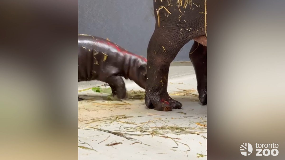 Waking up on the hippo side ☀️ Good morning from #TZTinyTank and the Little Hippo Hollow 🍼🦛