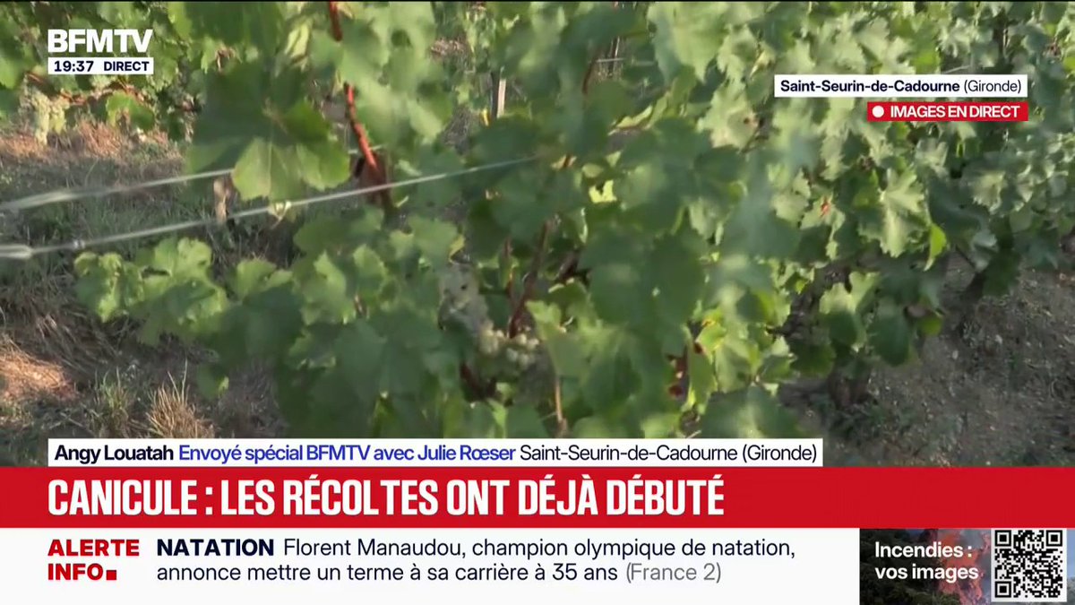 Canicule: les récoltes des vignes vont déjà commencer en Gironde