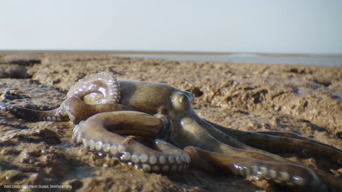 Watch as this octopus moves from rock pool to rock pool! With strong senses and a high level of intelligence, some octopuses are able to remember landmarks, navigate their surroundings, and use objects as tools. Learn more about these clever cephalopods: