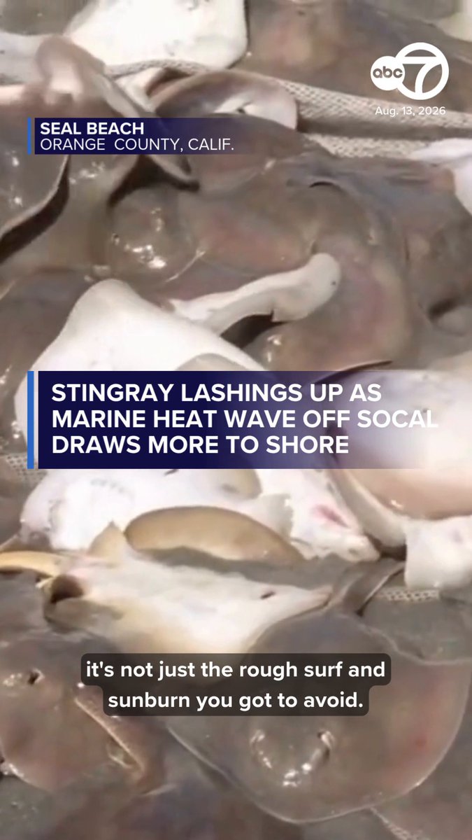 Beachgoers are encountering more stingrays and suffering their lashings as a marine heat wave off Southern California draws them closer to shore.