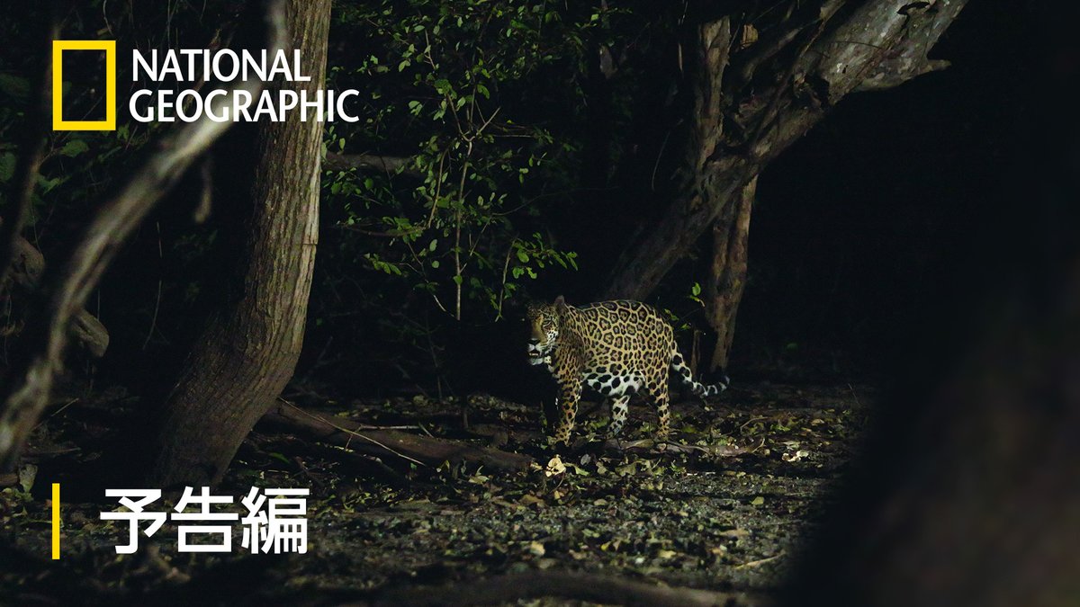 🐅8月16日(日)昼3時~ ジャガーとウミガメの物語:熱帯林の守護神 🎙#宮田俊哉 さん 人里離れたコスタリカの太平洋岸。 沿岸部の森が蘇ったことで、 思いがけない生き物の出会いがあった。 森に暮らすジャガーと海の旅人ヒメウミガメだ。 そこで何が起きるのか。