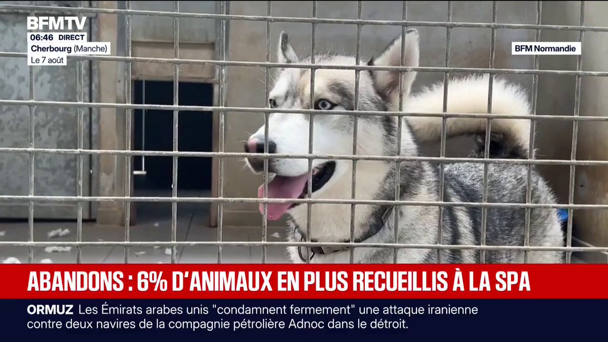 Les abandons d'animaux en hausse de 6% cet été, la SPA s'attend au pire cette année