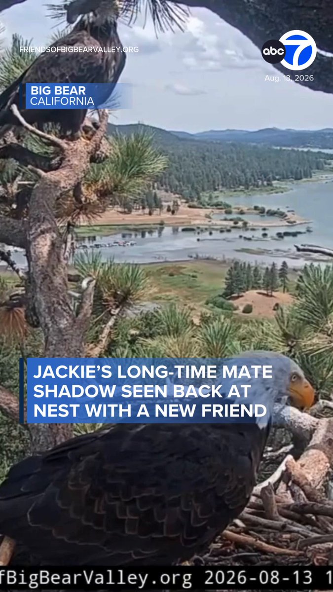 It appears Jackie's long-time partner, Shadow, has a new friend. Friends of Big Bear Valley shared a video from the live nest cam that shows two bald eagles on the nest. The new eagle has been tagged "KD1."