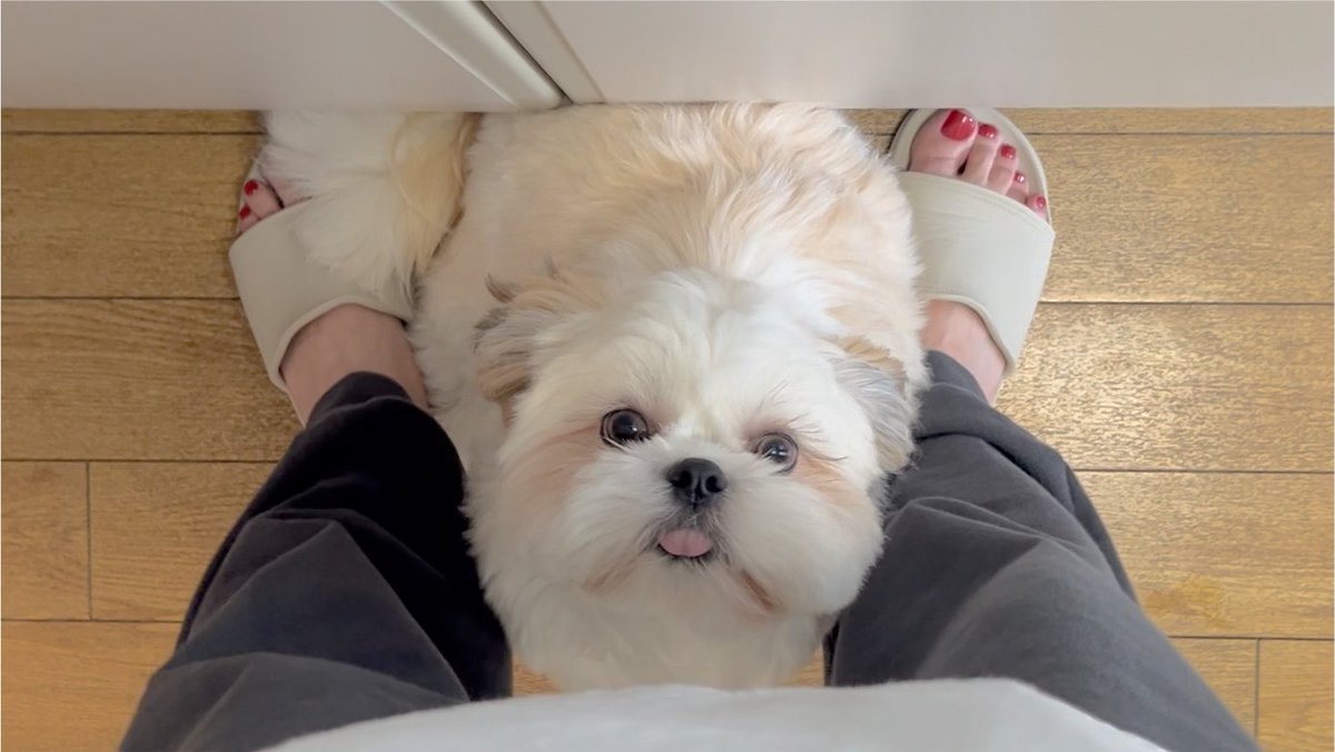 本日のお皿洗い応援犬です👀 すごくかわいい かいぬし皿100枚洗える