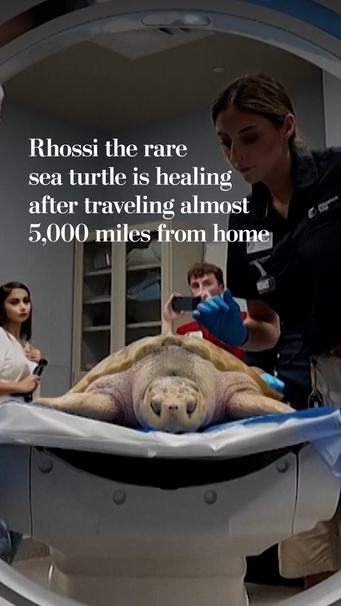 In his five or six years on Earth, Rhossi the turtle has already traveled thousands of miles. Now he is enjoying being back home in Texas after getting swept up in Gulf stream currents that took him on a nearly 5,000-mile journey to Wales.