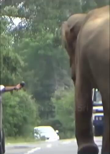 Now I understand why the Nigerian police use elephant as their logo 😆 🤣 😂 😹 😆