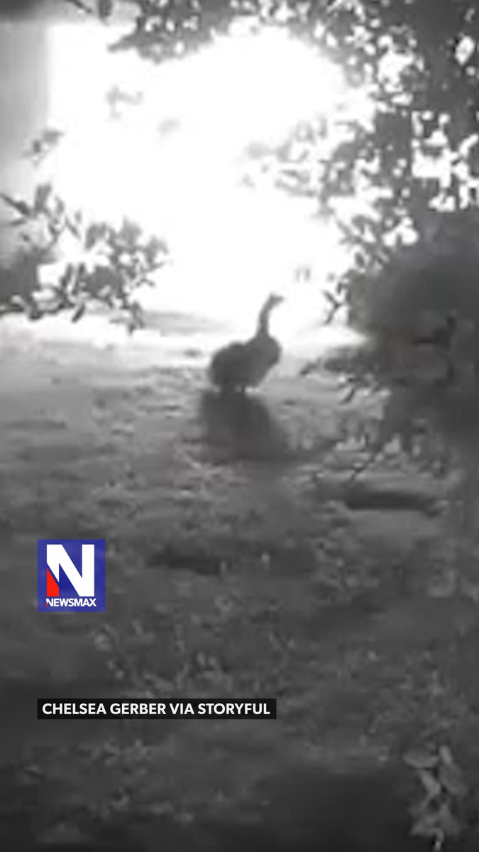 GOOSEY’S GREAT SAVE: A heroic goose named Goosey was caught on a surveillance camera warning his family about a fire that broke out in their barn overnight. Luckily, they were able to extinguish the flames, and no one was hurt. The homeowner said, “Our barn caught fire in the middle of the night and our goose, Goosey, alerted us by honking, waking us up! We were fortunate to get all the flames out, and everyone is safe.”