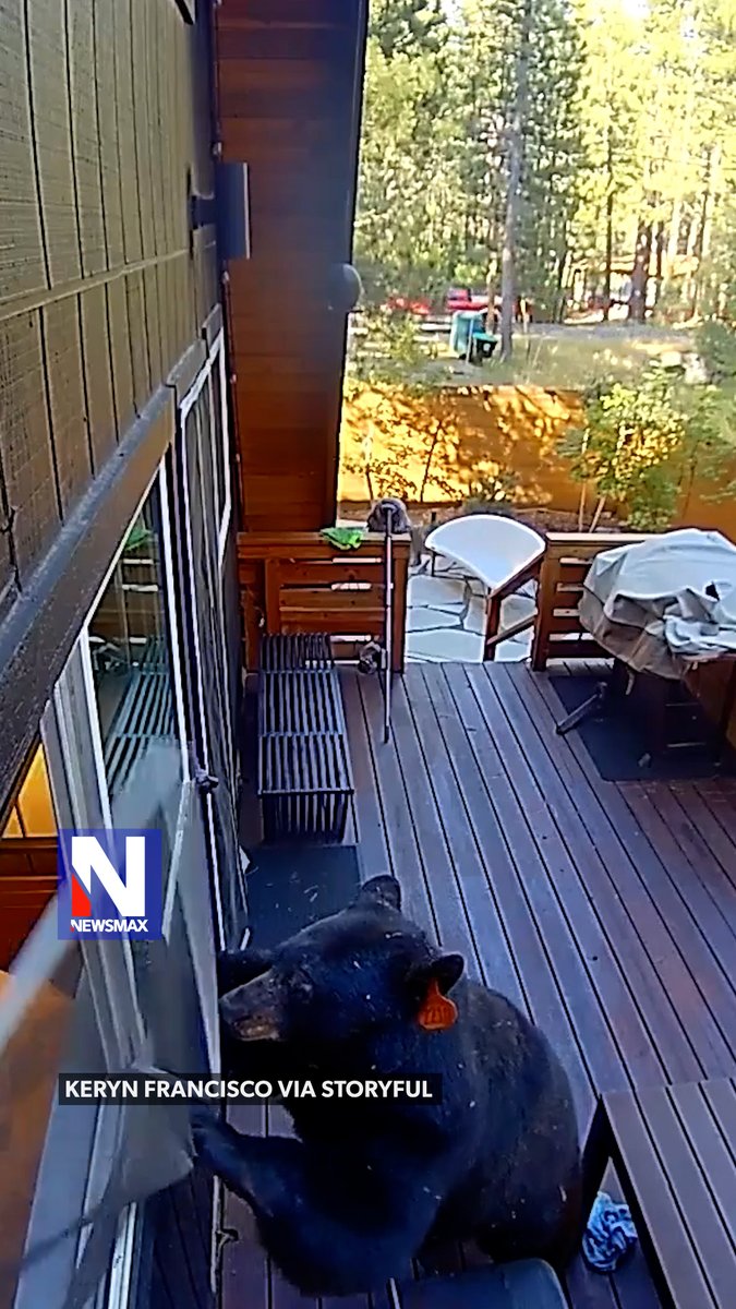 BEAR NECESSITIES: A bear was caught on camera breaking into a cabin in South Lake Tahoe, California, last week. The bear climbed through a bedroom window three times and managed to get brioche buns, a croissant, and ribeye steaks. The homeowner said, “The bear opened the refrigerator and freezer, removed food, and exited on its own. He even ate out on the deck!”