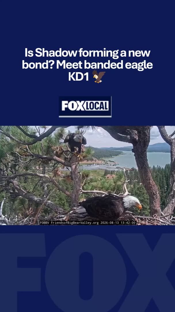 Shadow isn’t spending his summer vacation alone in Big Bear. 🦅 Following the loss of his long-time mate Jackie, Shadow has been spotted perching and visiting the nest with a 4.5-year-old banded eagle named KD1.