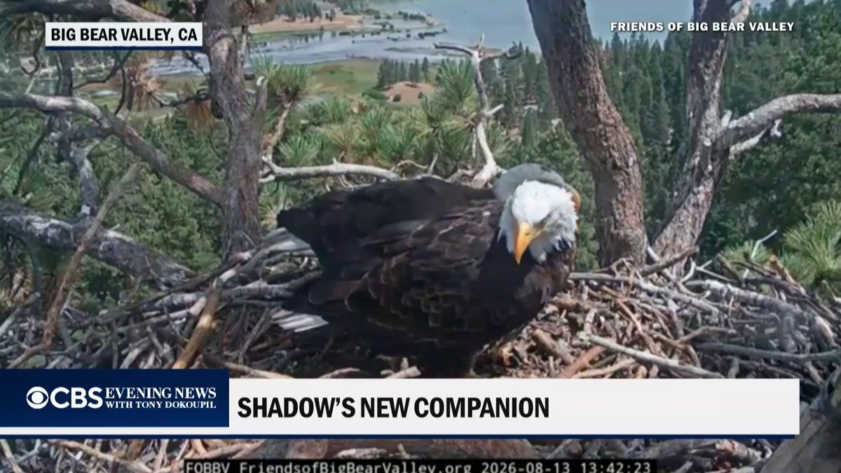 Fans of the Big Bear Nature Cam are wondering about Shadow’s new visitor after a younger bald eagle appeared at the nest just hours after the death of his longtime mate, Jackie.