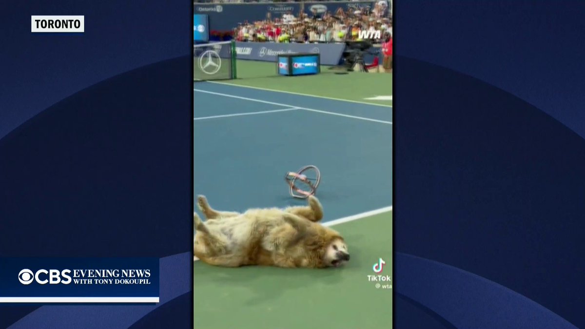 Iga Swiatek won the Canadian Open, but a golden retriever named Elway stole the show, rolling over and demanding belly rubs instead of playing fetch.