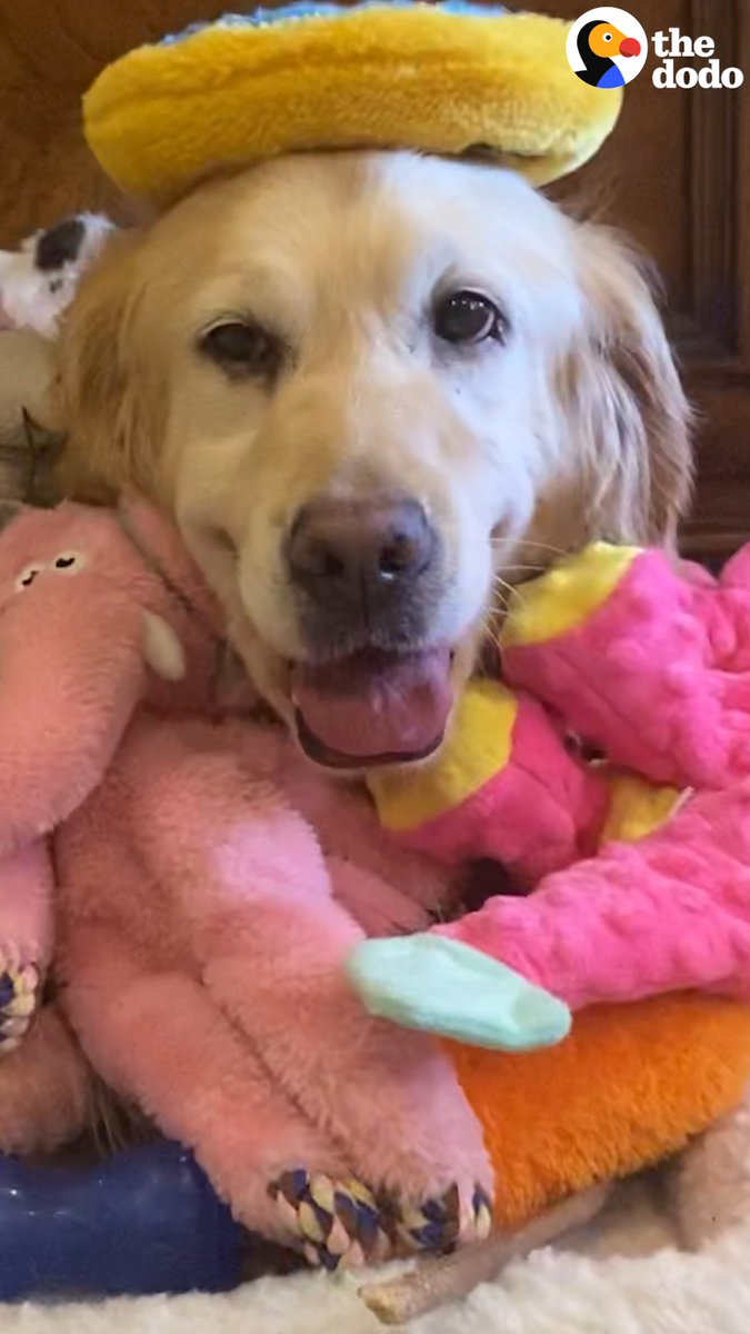 レスキューされたパピーミルの繁殖犬 ゴールデンのエレノアは 生後ずっとケージの中で育ったため 広いところにいるのが不安です。 外に連れ出しても怖くて歩けません... そんなエレノアが初めて興味を示したのが 奪われ続けた子犬のように思えた カバのぬいぐるみでした😢