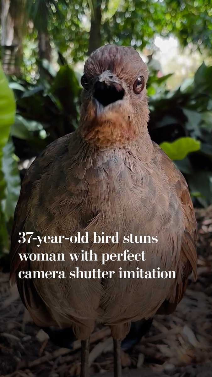 A superb lyrebird named Nova left a woman stunned after it approached her at the Adelaide Zoo in Australia and started making camera shutter noises. Superb lyrebirds are native to Australia. Nova was born in 1989, and moved to the Adelaide Zoo in 2017.