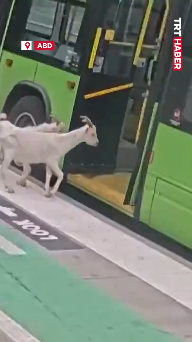 ABD'de otobüse binen iki keçi, gidecekleri durakta inerek yoluna devam etti.