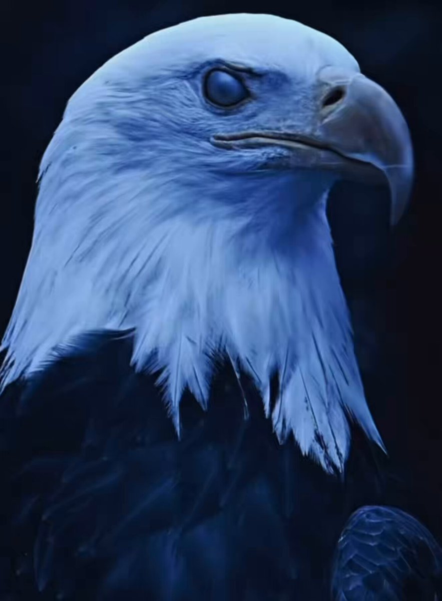 NOBODY MESSES WITH MAGA PATRIOTS