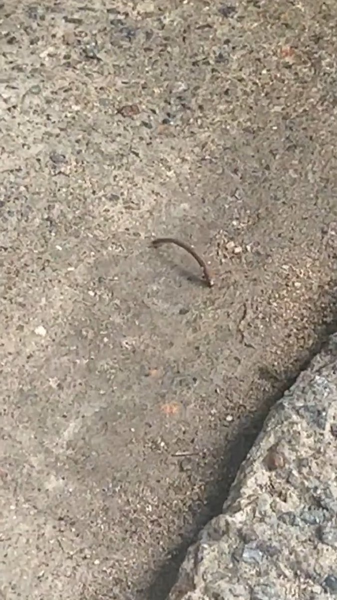 What kind of worm is that 🪱 😯
