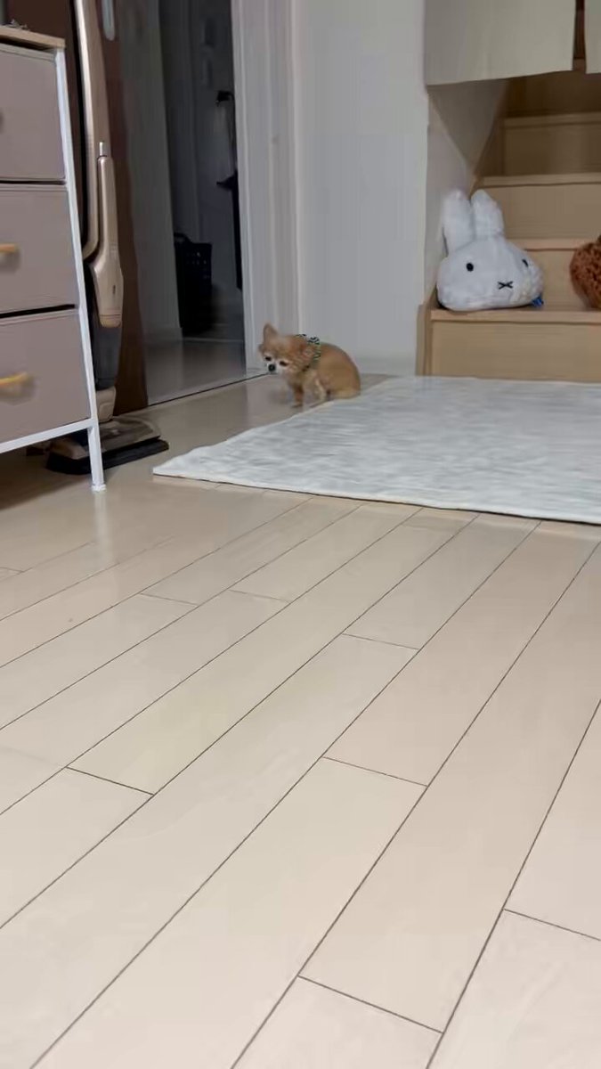どこでも寝りることね🐶💤 #チワワ党