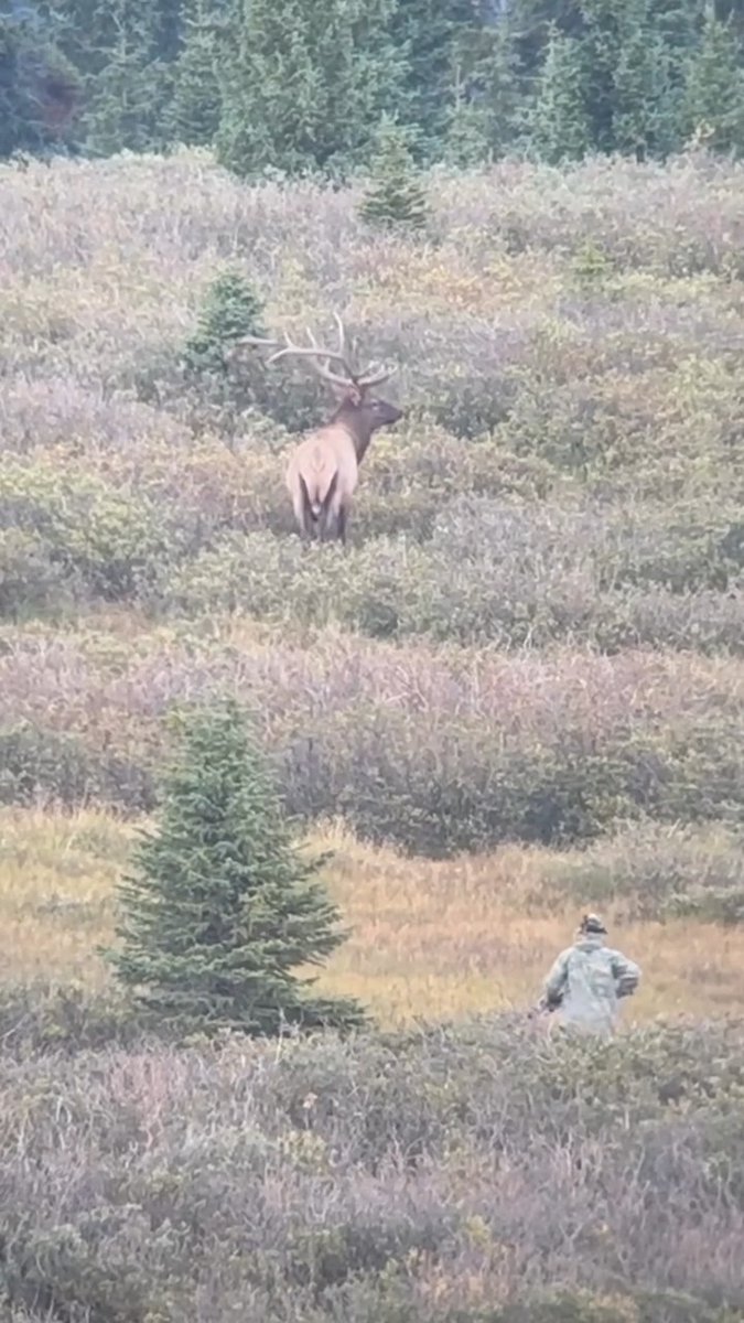 If this doesn't get you fired up for fall, we don't know what will. Unfortunately the hunter didn't have his release fully hooked on his D-loop. Wishing him better luck this fall. 🏹🦌 📸@colby_sindoni #ITSINOURBLOOD