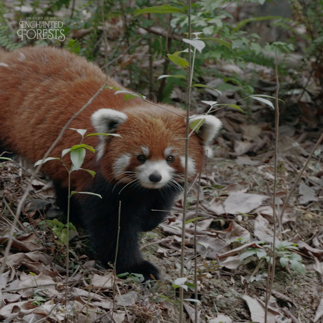 As the red panda roams his kingdom, he marks his invisible boundaries with scent glands hidden between his footpads, leaving behind a fragrance that lets everyone know who rules the treetops here. #InsideTheEnchantedForests is now streaming on Disney+ and Hulu.