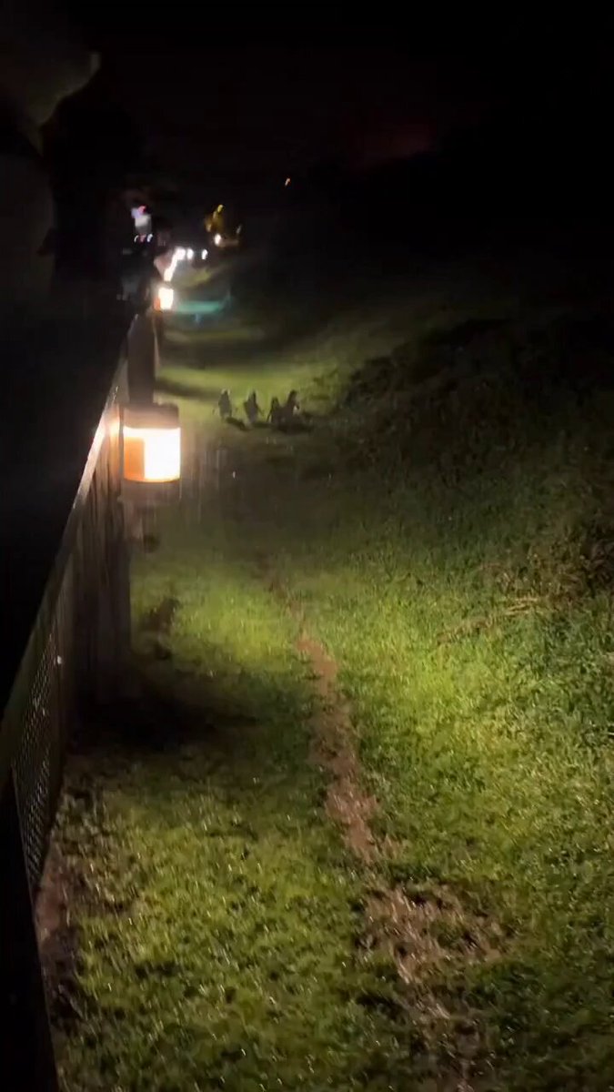 Little penguins on a little adventure..🐧🐧🐧🐧😅