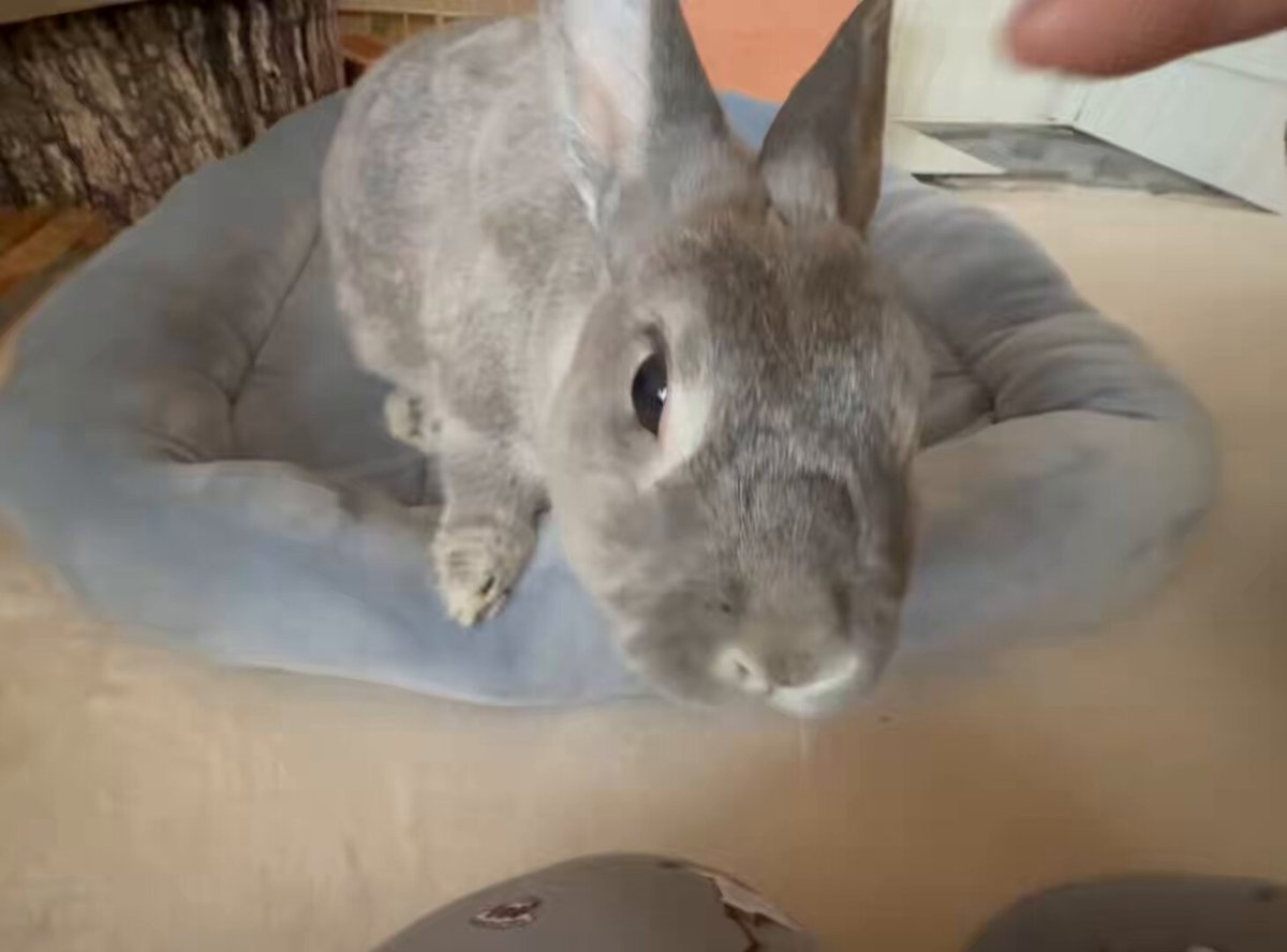 カイがお空に行ってから1週間が過ぎました。カイとのなんでもない日常を撮った動画が宝物になりました。 10年間お世話になった先生と看護師さんたちにもご報告して、お礼もお伝えできてひとつ区切りがついたと思いましたが、うさスペースのどこかでカイが待っている気がして毎朝探してしまうし、冷蔵庫に残った野菜を見れば悲しいし、20時までに帰らなくちゃ、いやもう帰らなくてもいいんだと思えば辛いしで☺️なかなか慣れそうにありませんが、可愛かった、楽しかった思い出を大切に過ごして行きたいと思います。 うさぎたちに愛と感謝を伝えるために、これからもうさぎを描いてまいります。 🌟そうそう、展示最終日はどうか、お心遣いのお手土産や贈り物はいっさいなしで！お願いいたします🥰（お手紙は嬉しいです✨）これはぜったいで！約束✨