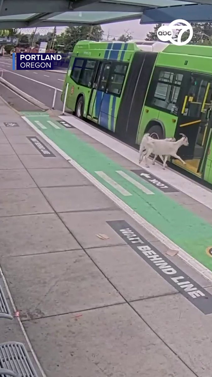 Transit cameras captured the moment two goats climbed onboard a bus with other commuters in Portland, Oregon before swiftly disembarking.