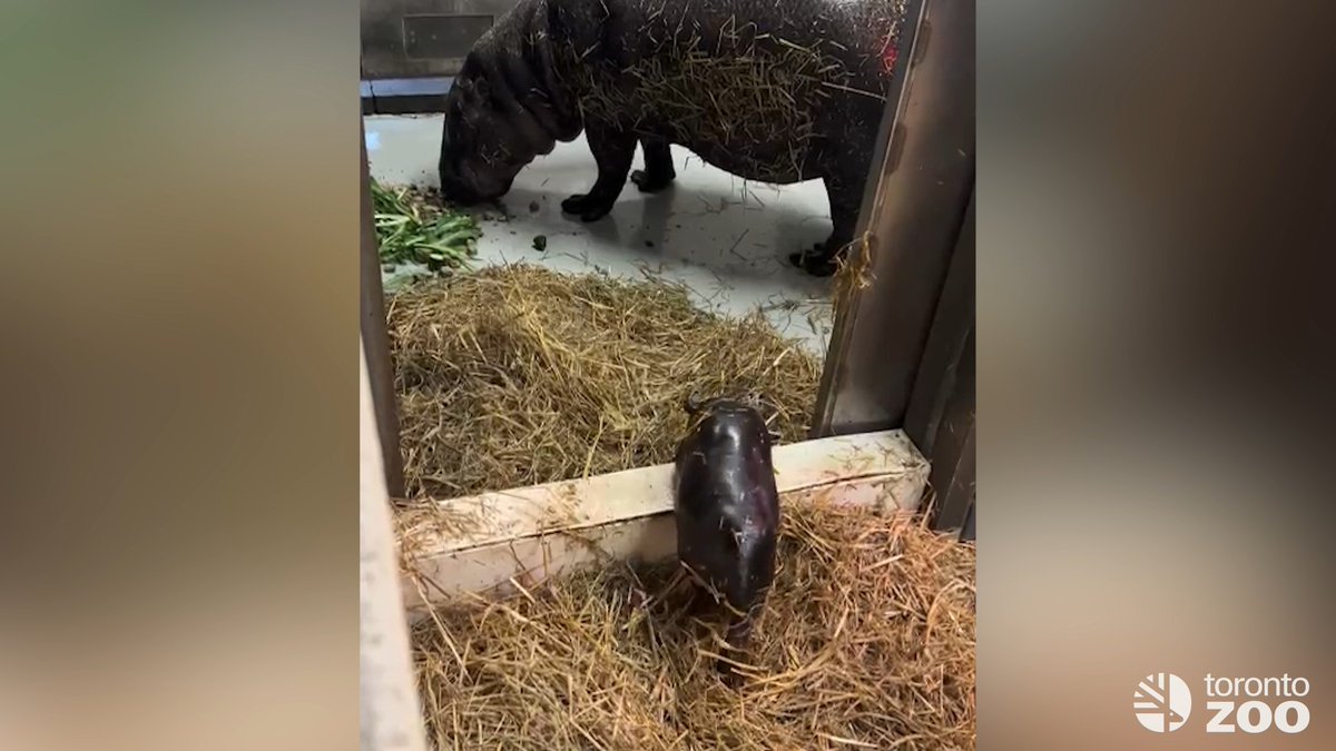 #Parkour (Baby Pygmy Hippo edition) 📣 Your Toronto Zoo’s newest little one is growing quickly, and showing off a big personality 💕 Learn more about #TZTinyTank's journey, and how much she now weighs ⬇️
