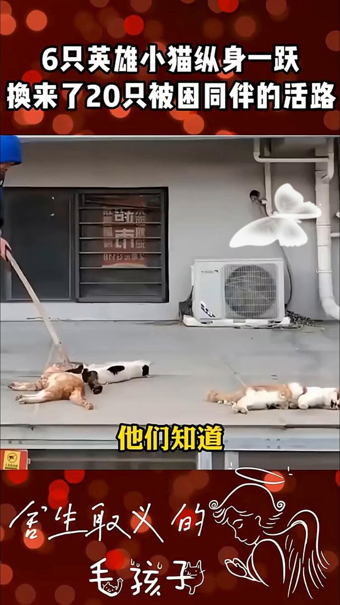 北京一處社區前陣子發生了一起讓人心痛又震驚的「貓咪集體墜樓」事件。六隻墜樓的貓咪全都是公貓，背後真相曝光後，更讓無數網友流下眼淚——原來，牠們是用自己的生命當作籌碼，換取屋內其他同伴活下去的機會。 事情發生在清晨，清潔工在打掃社區時，震驚地發現地上躺著六隻不幸墜樓的貓咪。這起離奇事件迅速在網路傳開，熱心的網友們直覺事有蹊蹺，循線來到事發大樓，隱約看見某個樓層的窗邊有貓咪在探頭。大家立刻聯絡鎖匠，決定破門一探究竟。 門一打開，眼前的畫面讓所有人都驚呆了。屋內環境惡劣、惡臭熏天，滿地都是排泄物。雖然屋裡養了非常多隻貓，而且每隻都胖嘟嘟的，但一旁的男主人卻早已倒臥在地上、奄奄一息。大家見狀趕緊將男子送醫，並手忙腳亂地為現場極度口渴和飢餓的貓咪們餵水餵食。 直到隔天，大家回到現場幫忙清理並清點貓咪時，才發現一個震撼的巧合：那六隻墜樓的，竟然全都是公貓！ 原來，這位獨居的屋主長期默默收養流浪貓，這次他突然在家中病倒，斷了家裡貓咪的生路。這群公貓為了引起外面世界的注意，竟然選擇了最悲壯的方式——犧牲自己跳下高樓，只為了讓屋內剩下來的20多隻母貓和小貓，能夠被人類發現、順利活下來。 目前，生病的屋主仍在醫院接受治療。而這群懂事得讓人心疼的貓咪，後續也將由相關單位與動保志工團隊接手，持續提供安置與照顧。