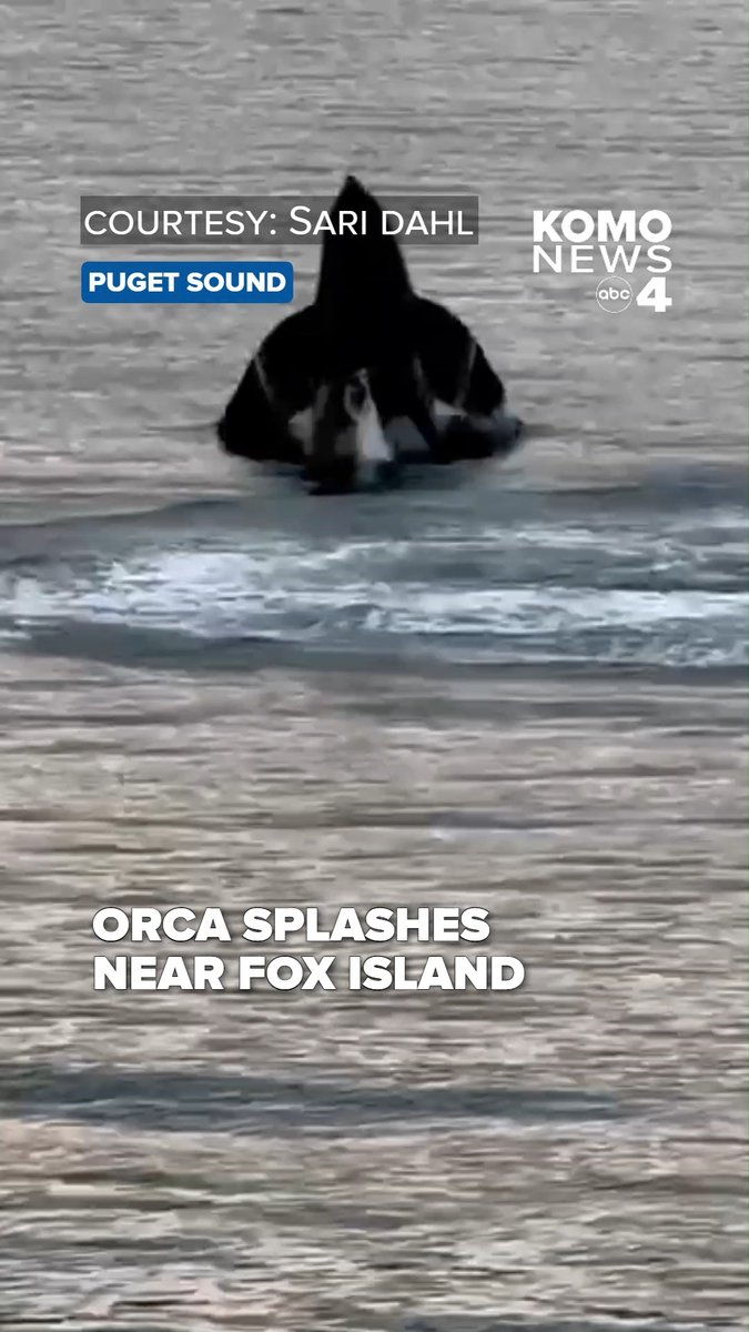 Making a big splash in the Puget Sound! 🐋💦 An orca was spotted putting on a show for onlookers near the Fox Island Bridge on Aug. 12. (Video courtesy: Sari Dahl)